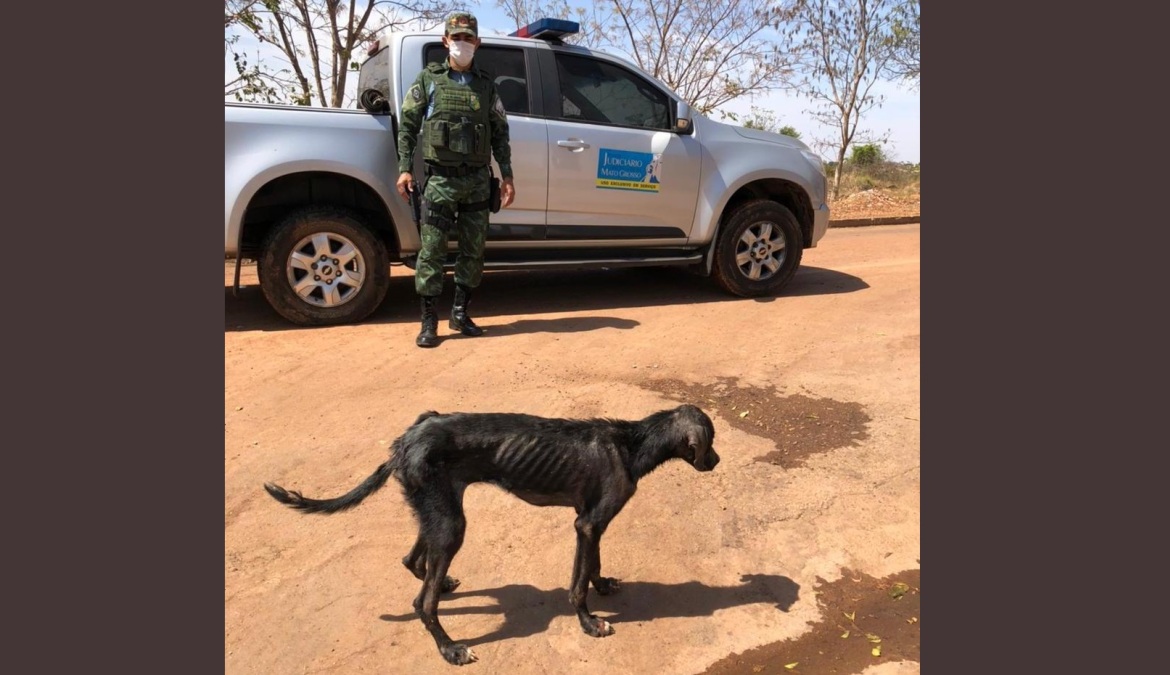Rondonópolis | Polícia Ambiental em parceria com JUVAM realizam resgate de animal abandonado