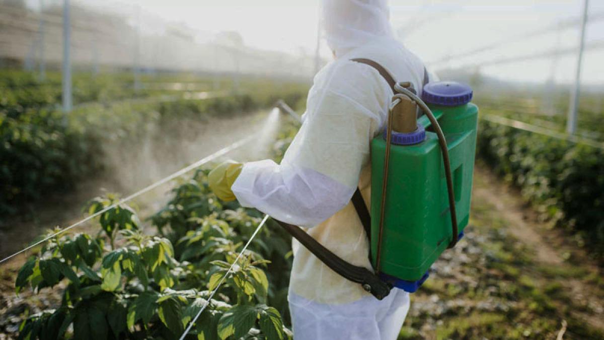 Estudo do TCE-MT orienta sobre os riscos na utilização e comercialização do agrotóxico paraquate