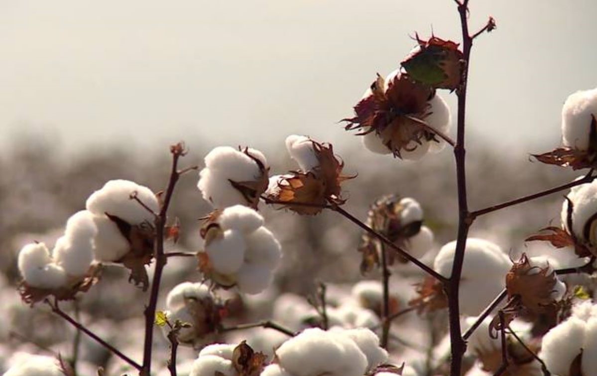 Dia de Campo mostrará como fibra de algodão se transforma em vestuário