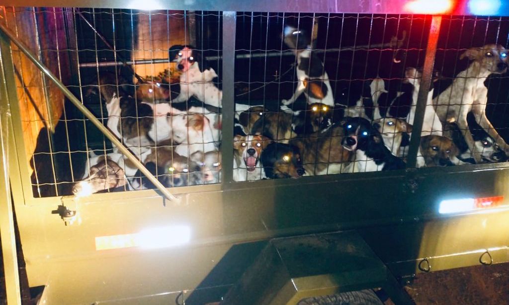 Rondonópolis | Polícia Ambiental em parceria com JUVAM realizam resgate de 47 animais em estado de abandono