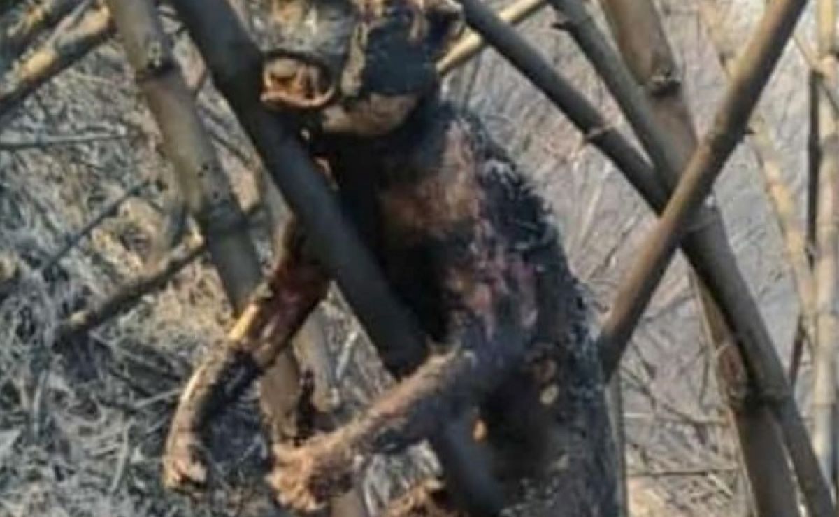 Incêndio atinge fazendas em Dom Aquino há quase uma semana; inúmeros animais são encontrados mortos