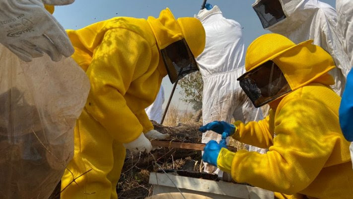 Apicultura é ampliada no Vale do São Lourenço após iniciativa durante capacitação