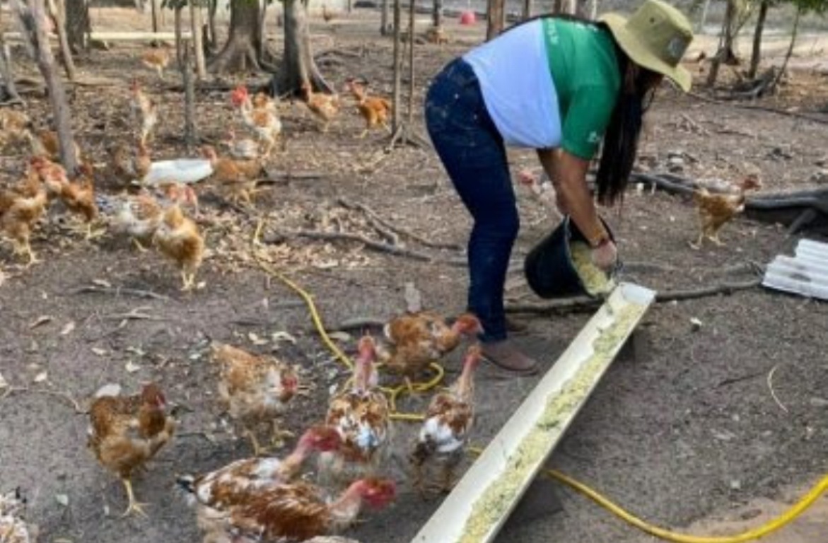 Campo Novo do Parecis | Comunidade amplia conhecimentos sobre avicultura após série de treinamentos