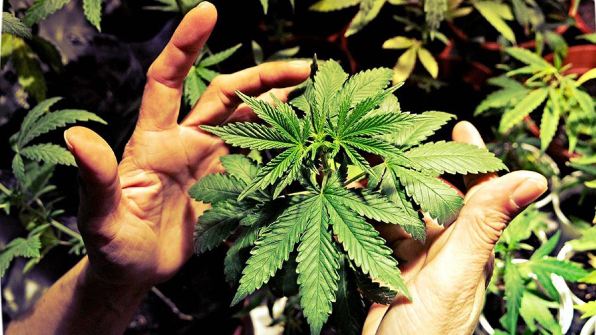 Evento reuniu médicos e especialistas para debater o uso medicinal da cannabis