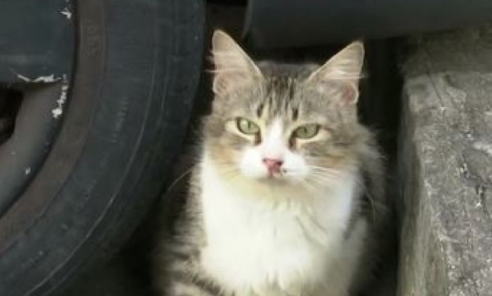 Vinte e dois gatos entram na Justiça contra condomínio que quer impedir presença de animais