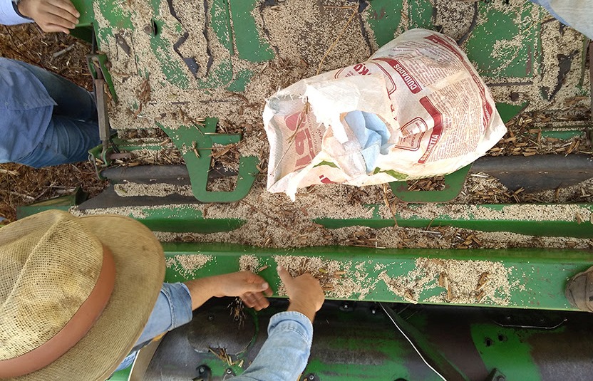Cultivo do gergelim no Brasil cresce 230% em um ano; Mato Grosso é o estado com maior produção concentrada