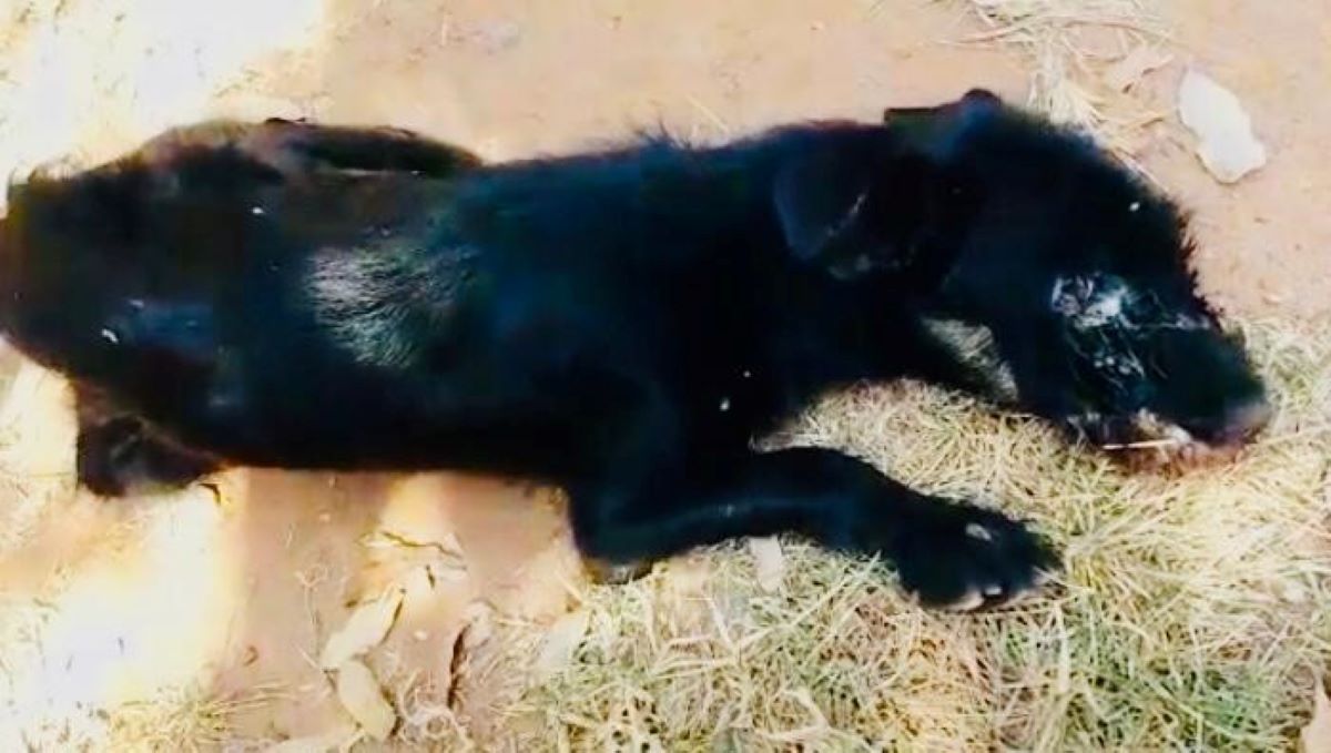 Rondonópolis | Polícia Ambiental resgata animal em situação de maus tratos