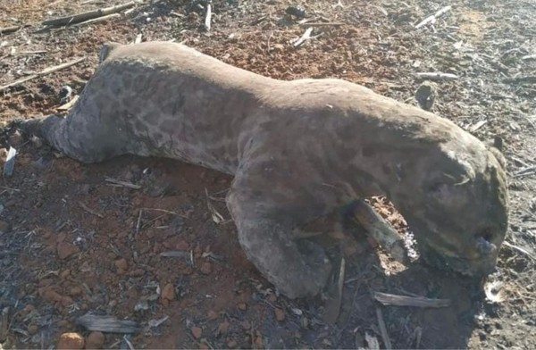 ONG divulga imagem de animais queimados e afirma que são de incêndios em MT; bombeiros dizem que fotos são de MS