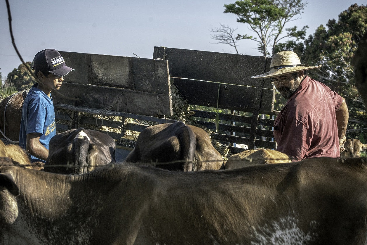 Pecuária de leite do norte de Mato Grosso alcança produtividade 38% maior com o sistema rotacionado de pastagens