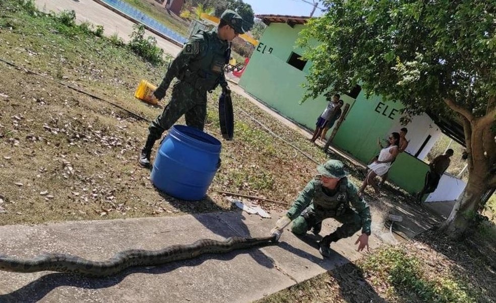 Mato Grosso | Dono de pousada se assusta ao encontrar sucuri gigante dentro de tanque de peixes