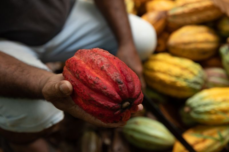 Beneficiário de projeto apoiado pelo Fundo JBS pela Amazônia vai à final do Prêmio Internacional do Cacau