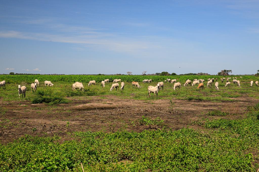 Financiamentos liberados para produtores do Pantanal superam R$ 75 milhões