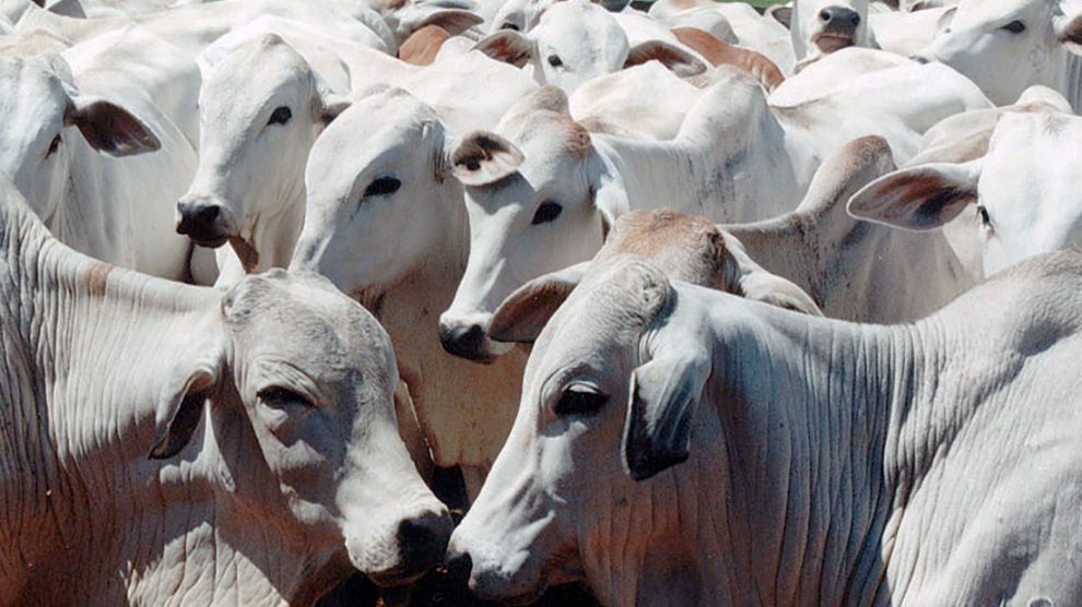 Preço da arroba do boi cai em MT após casos da ‘vaca louca’