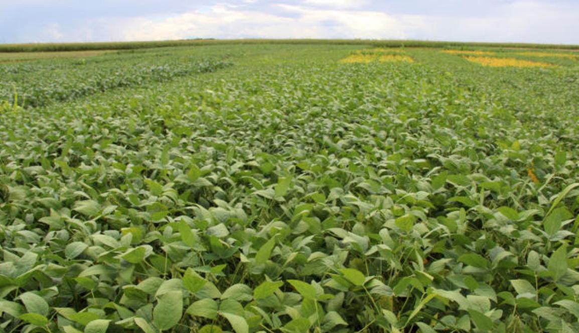 Artigo mostra efeitos socioeconômicos e ambientais da produção de soja em Mato Grosso