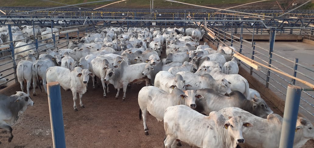 Barra do Garças tem o maior número de animais avaliados em 23 anos do Circuito Nelore de Qualidade