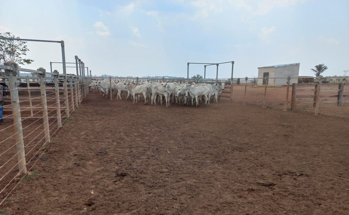 Polícia Civil recupera 105 cabeças de gado subtraídas de fazenda em Itanhangá