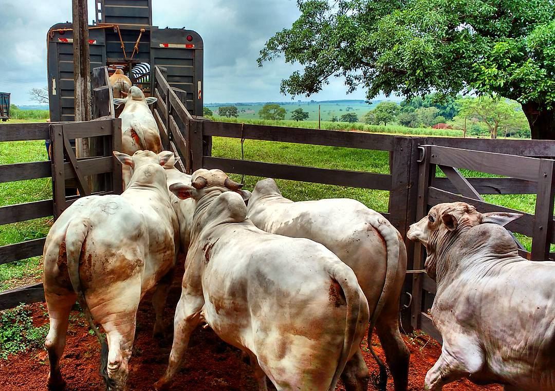 Mato Grosso | Polícia Civil recupera R$ 53 mil subtraídos de vítima durante compra de gado