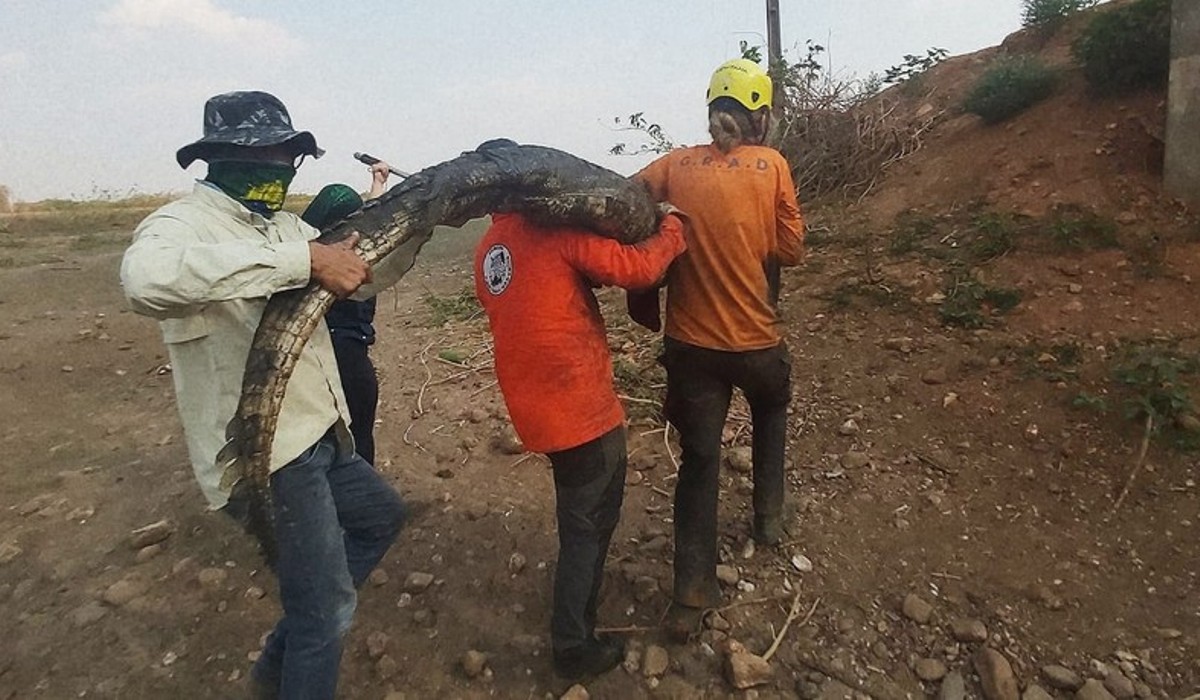 Cerca de 200 jacarés são transportados no Pantanal de MT para evitar canibalismo e mortes
