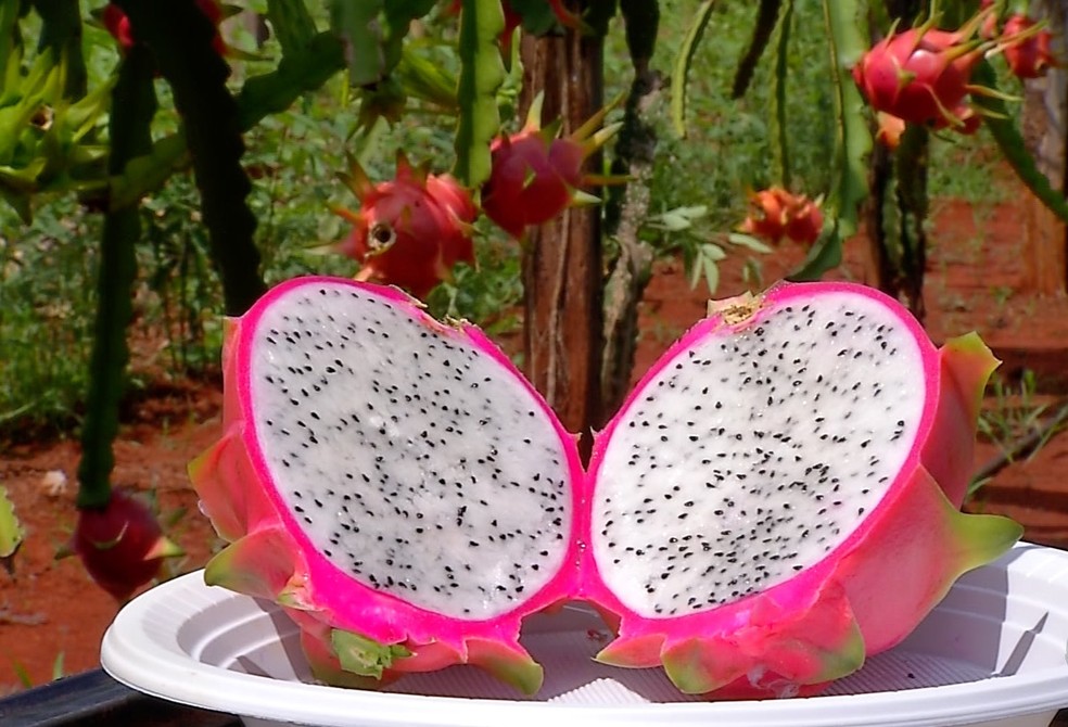 Produção de pitaya cresce em Mato Grosso