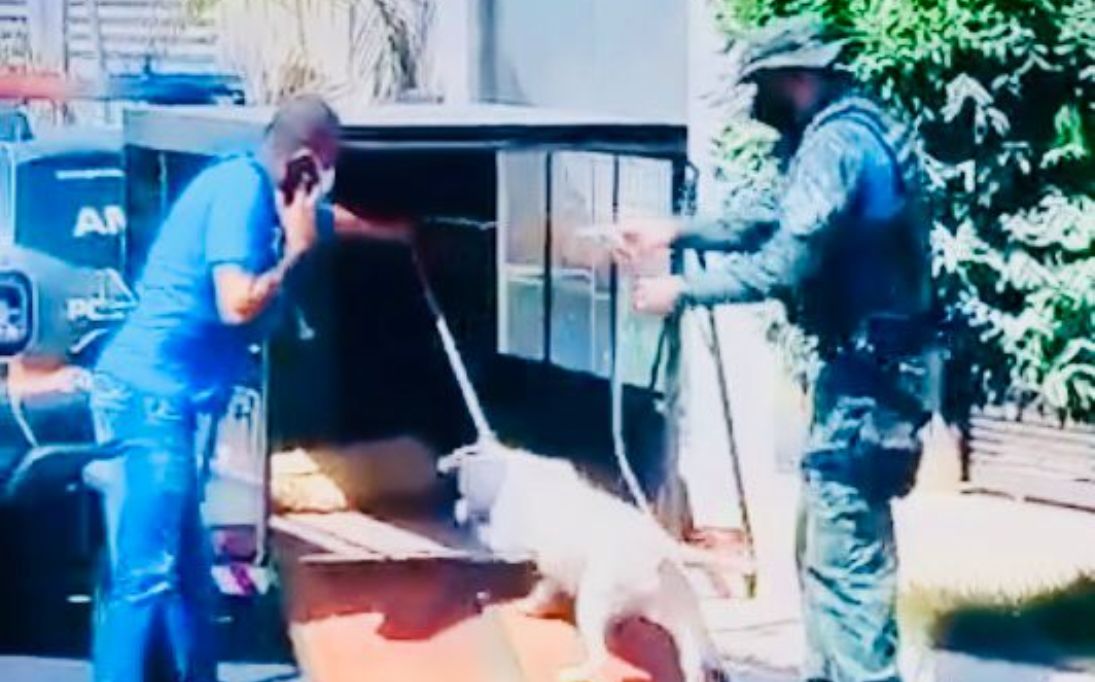 Rondonópolis | Polícia Ambiental realiza resgate de Pitbulls soltos na rua, após denúncia