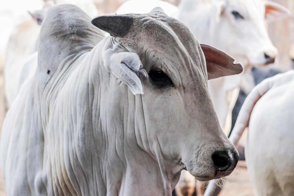 Conselho aprova aumento de incentivos fiscais para carne bovina