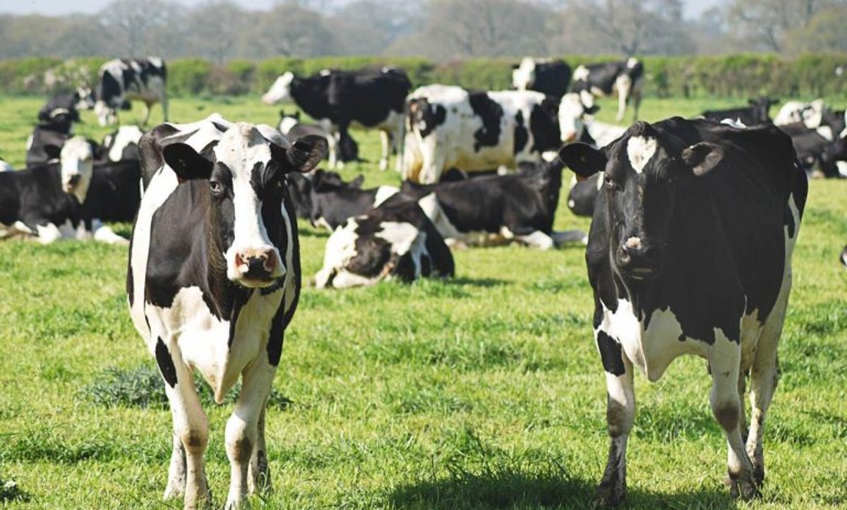 Ministério confirma casos de vaca louca em Mato Grosso e Minas Gerais