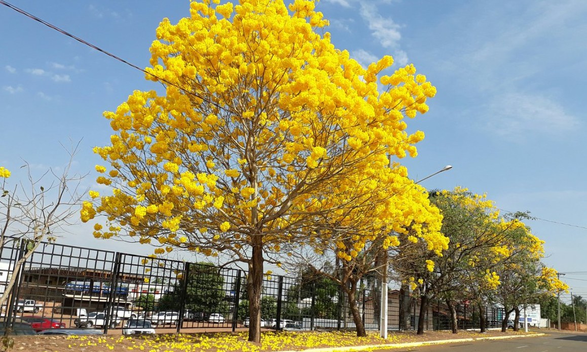 Tchau inverno, olá primavera