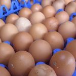 Consumo de ovos aumenta 69,5% em 10 anos e preço médio dispara em Cuiabá 8