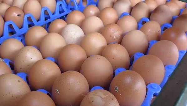 Consumo de ovos aumenta 69,5% em 10 anos e preço médio dispara em Cuiabá