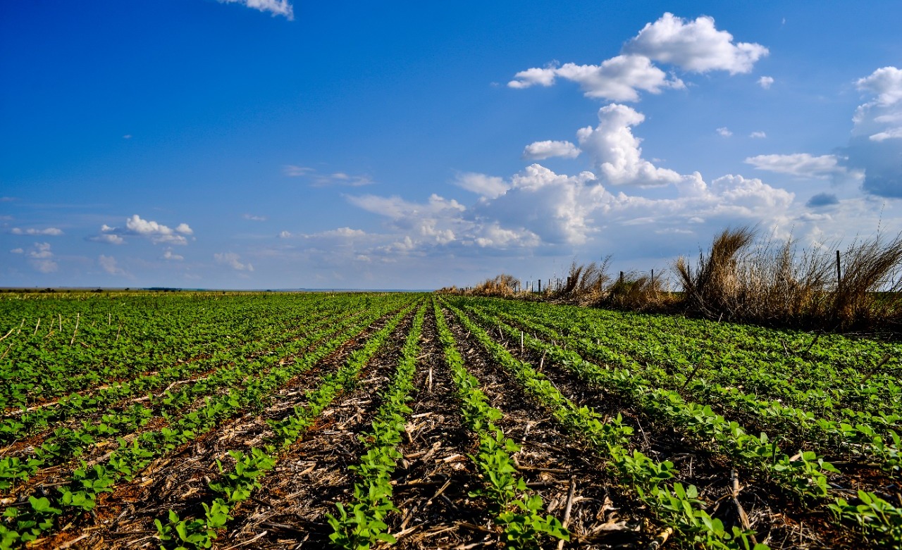 Produtores rurais avaliam que plantio de soja até fevereiro reduzirá custos em Mato Grosso