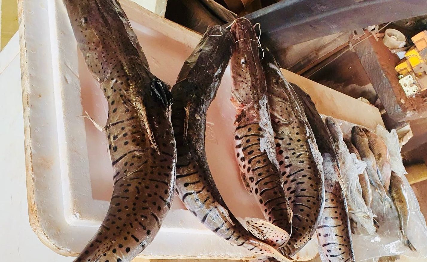 Mato Grosso | Polícia Ambiental realiza apreensão de pescado ilegal