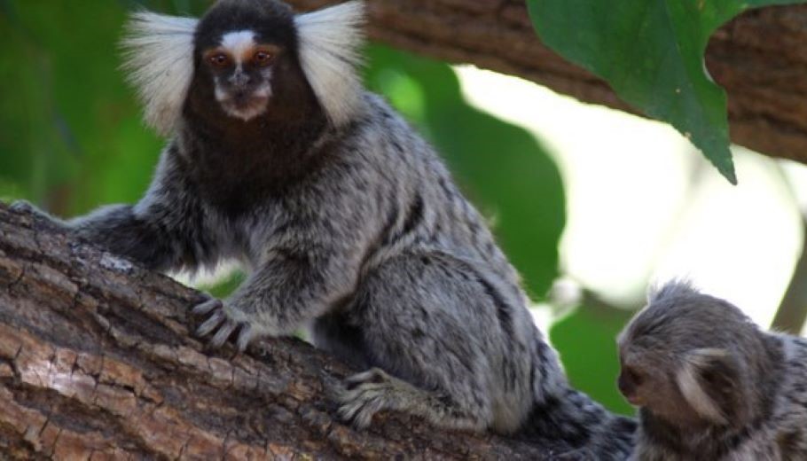 MMA cria programa para resgatar animais silvestres