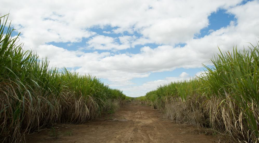 Mato Grosso | Pesquisa em campo da Conab coleta dados da safra de cana-de-açúcar