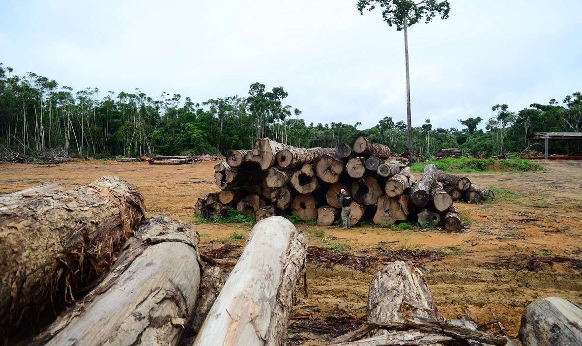 Mato Grosso soma 88,3 mil hectares de florestas exploradas ilegalmente em 2020