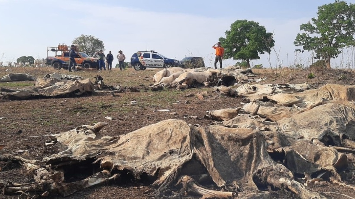 Mato Grosso | Polícia encontra 40 bois mortos e outros desnutridos em fazenda