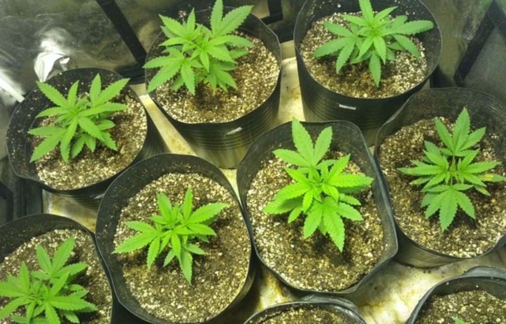 Mato Grosso | Deputados aprovam projeto que regulamenta o uso da maconha medicinal em pacientes do SUS