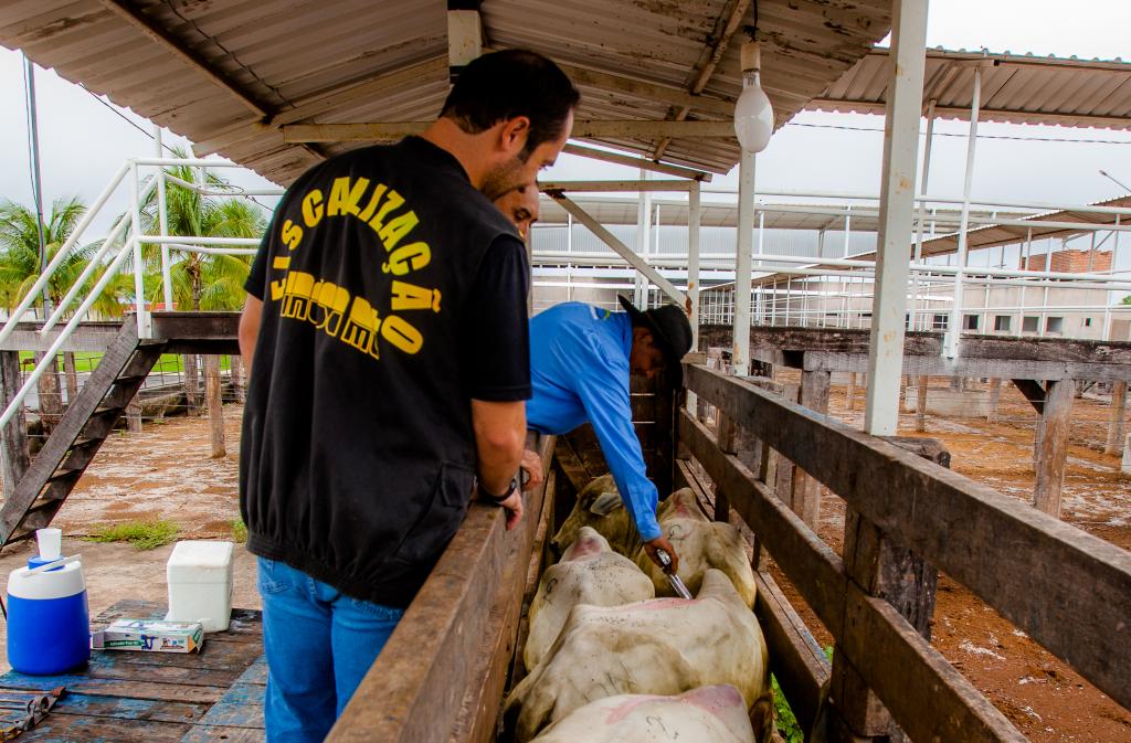 Indea inicia fiscalização da vacina contra aftosa na fronteira em 1º de novembro