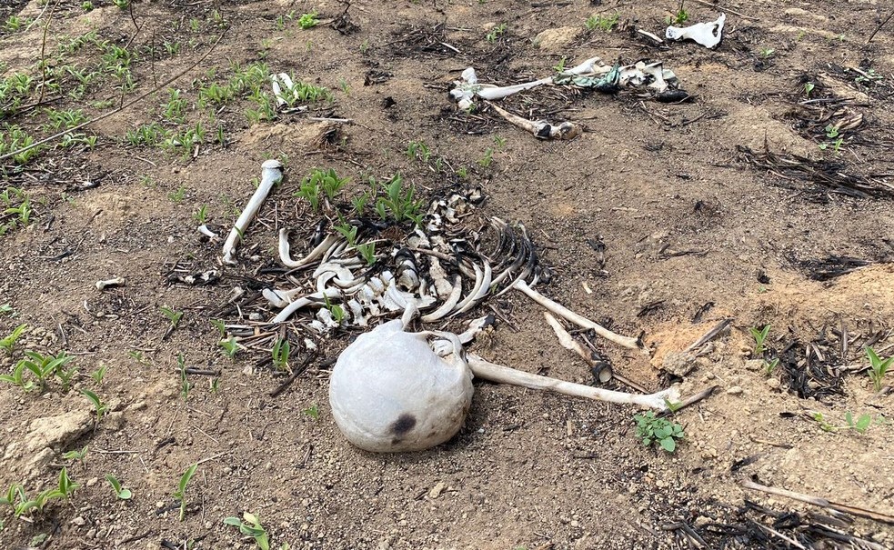 Sinop | Ossada humana é encontrada queimada em terreno