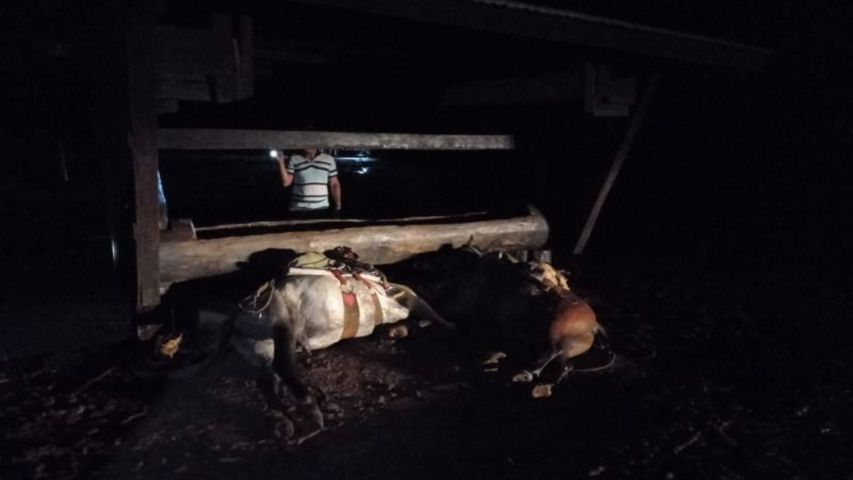 Barra do Garças | Raio cai em fazenda e mata dois funcionários e dois cavalos