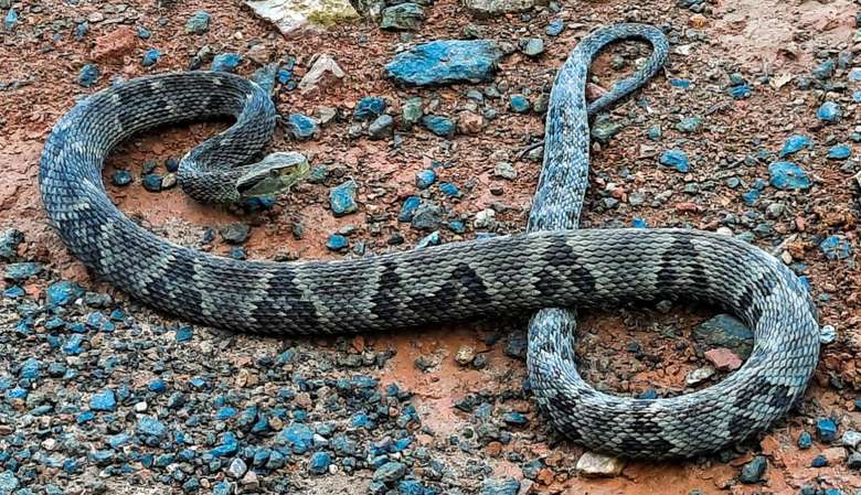 Mato Grosso | Menina de oito anos morre após ser picada por jararaca na perna