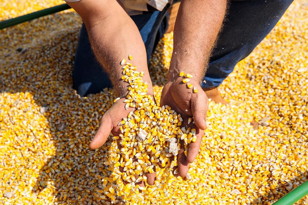 Mato Grosso | Esquema de sonegação causou prejuízo de R$ 45 milhões de ICMS ao Estado