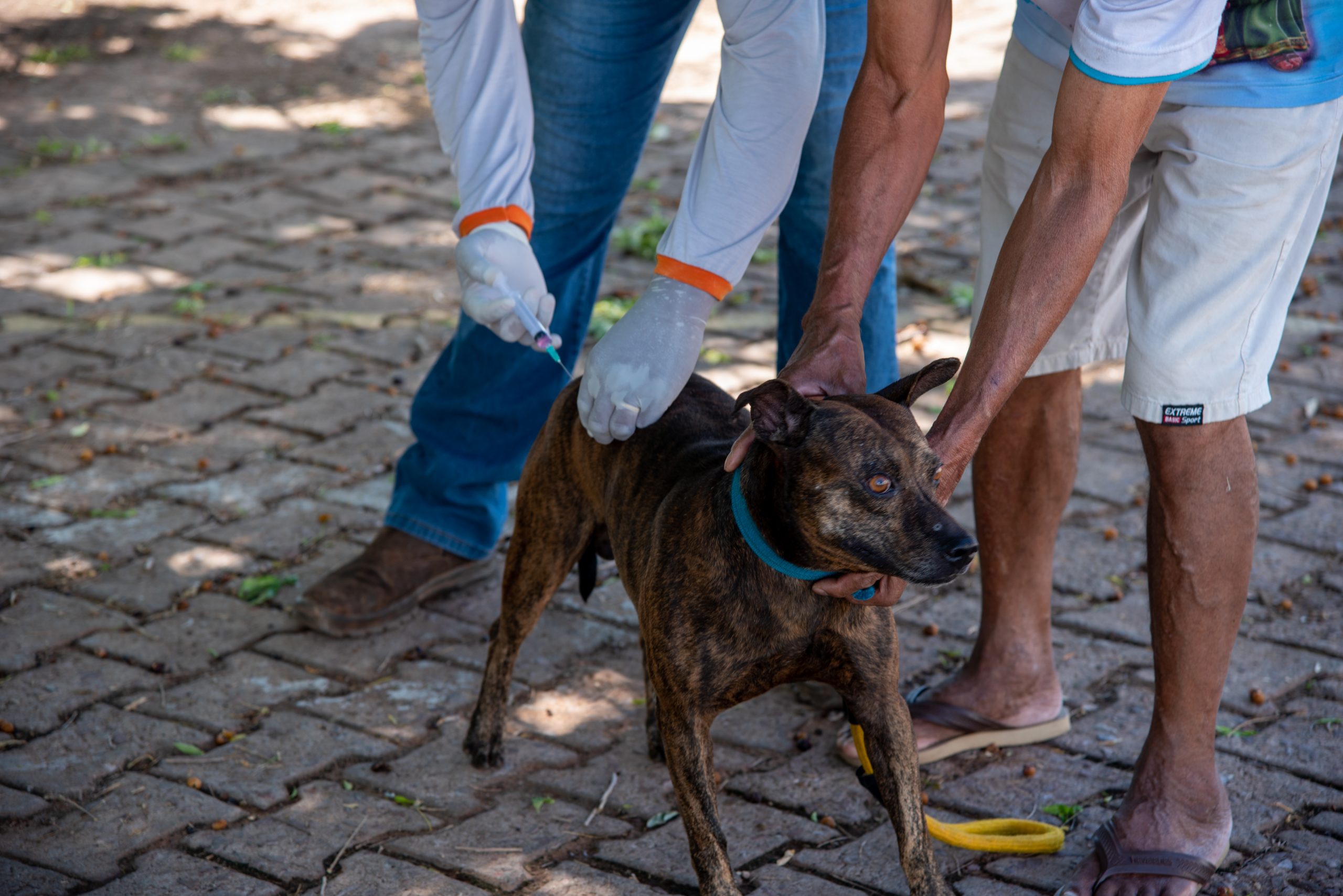Rondonópolis realiza vacinação antirrábica para cães e gatos neste sábado