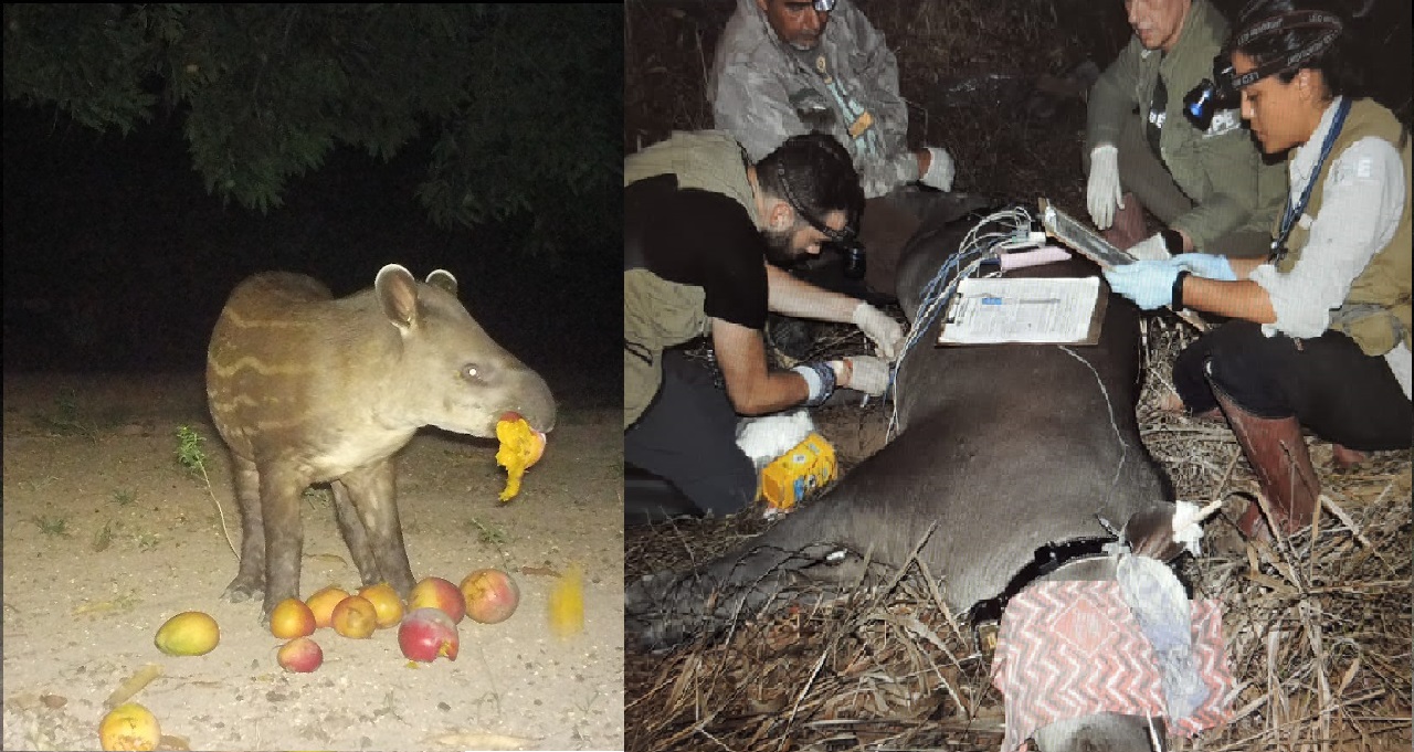 Conheça Manga e Caroço, antas monitoradas pelo IPAM na Fazenda Tanguro