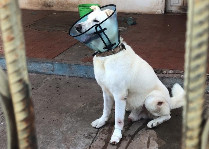 Cachorro morre após ser envenenado em casa no centro de Várzea Grande