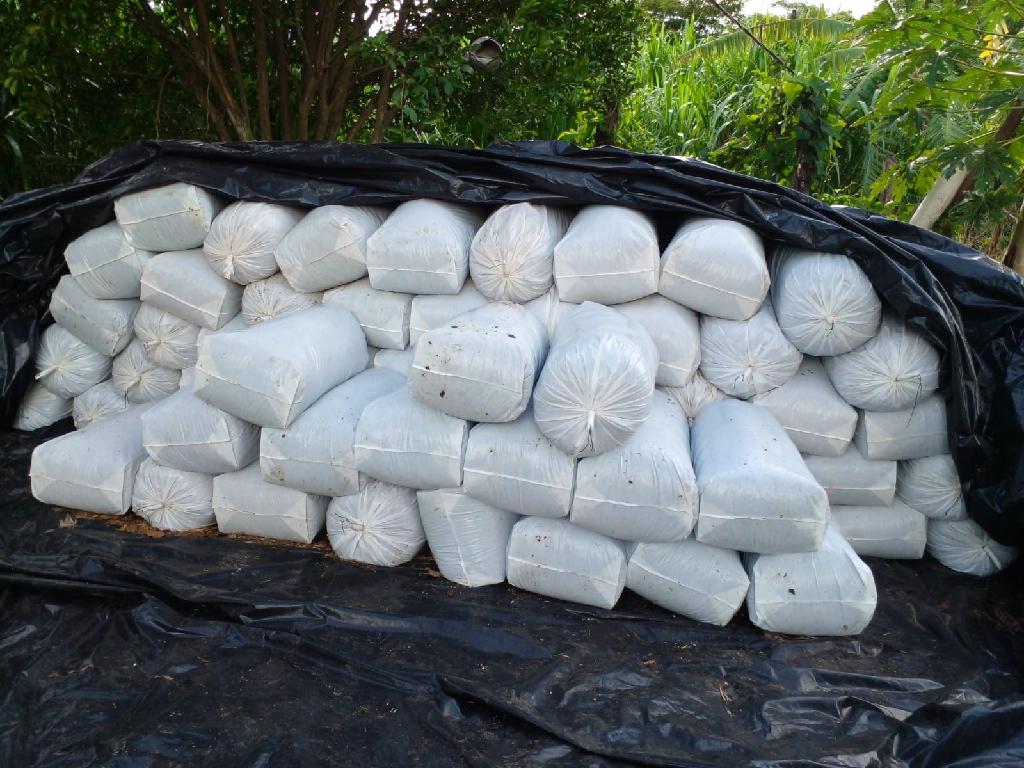 Empaer orienta silagem ensacada como opção para garantir alimento do gado no período de estiagem