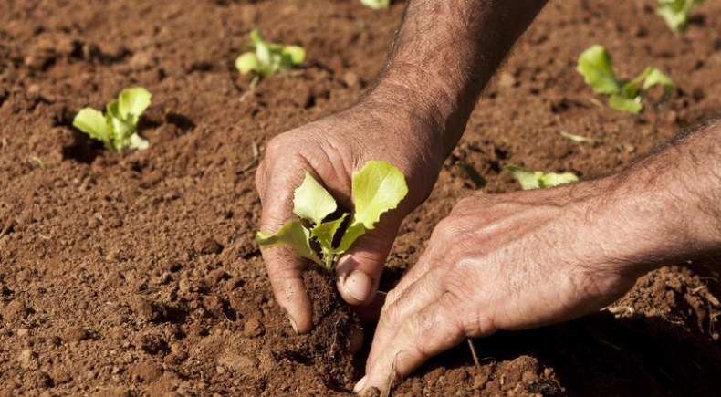 Alimentação escolar: Publicada a Resolução que aumenta o limite de venda do agricultor familiar