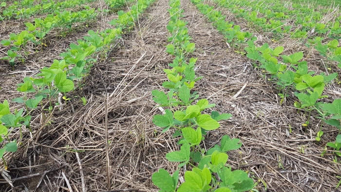 Distribuição das chuvas favorece semeadura da safra em Mato Grosso