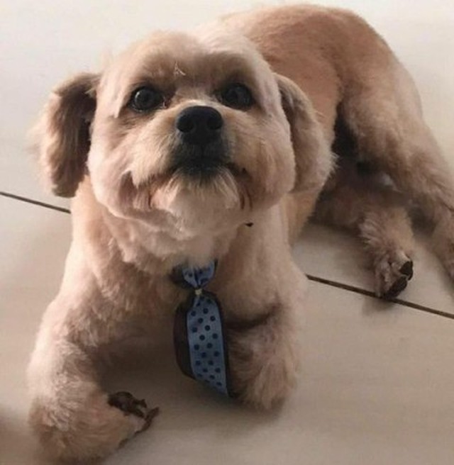 Sorriso | Cachorro morre após ser esquecido em carro de pet shop