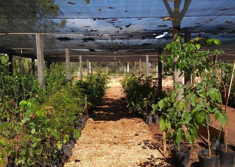 Árvores serão plantadas em homenagem às vítimas da Covid-19