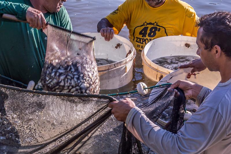 Mato Grosso | ecadastramento de produtores de peixe pode ser feito até 10 de dezembro